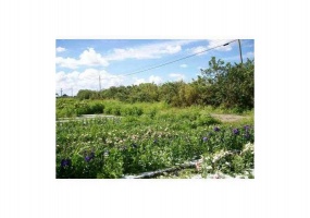 Homestead,Florida 33031,Commercial Land,SW 167TH AVE,A2160568
